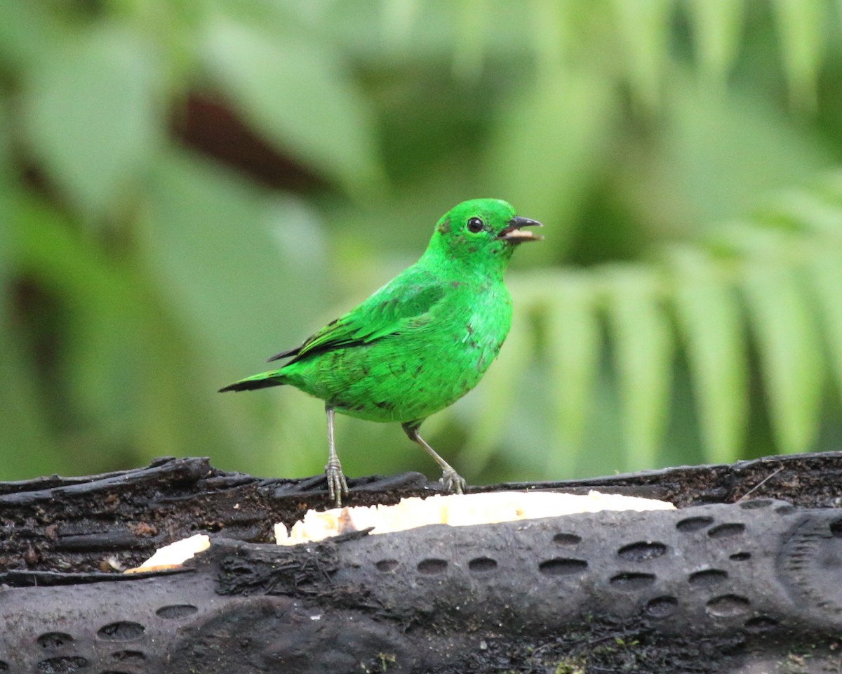 Glistening-green Tanager - Mike V.A. Burrell