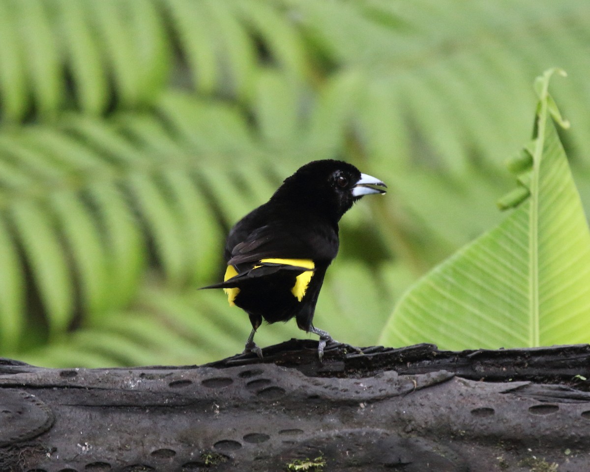 Flame-rumped Tanager (Lemon-rumped) - ML144182401