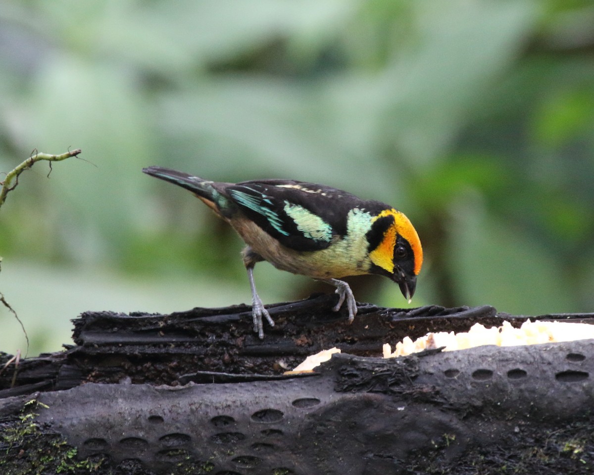 Flame-faced Tanager - ML144182541
