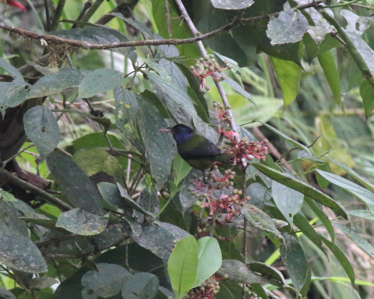 Moss-backed Tanager - ML144182631