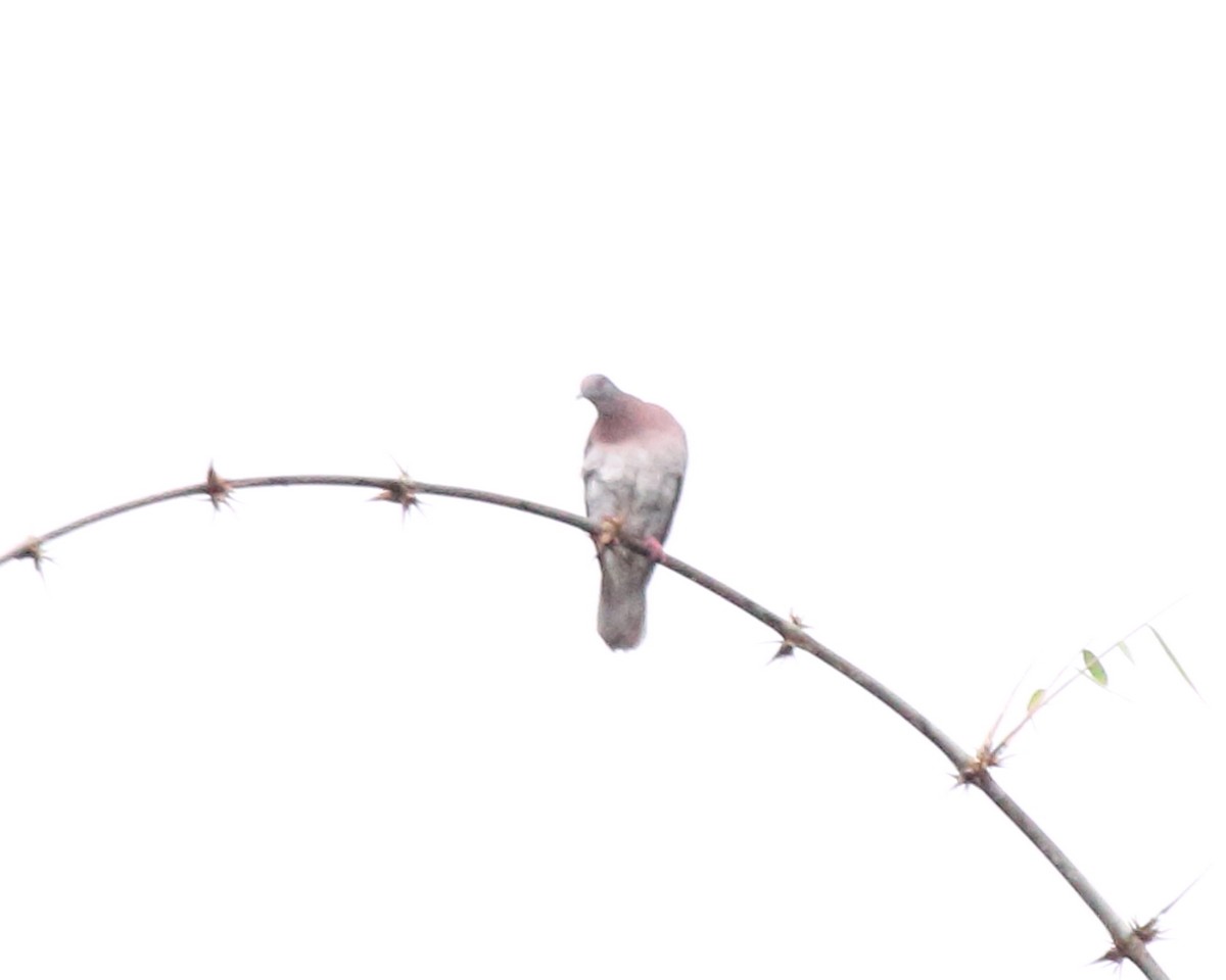 Pale-vented Pigeon - ML144182941