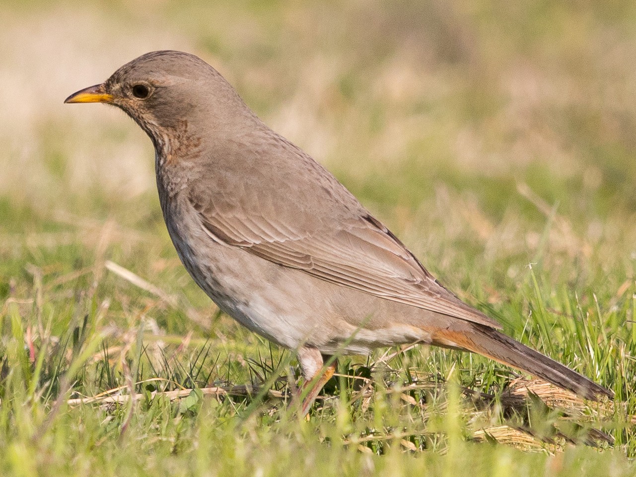 Red-throated Thrush - yann muzika