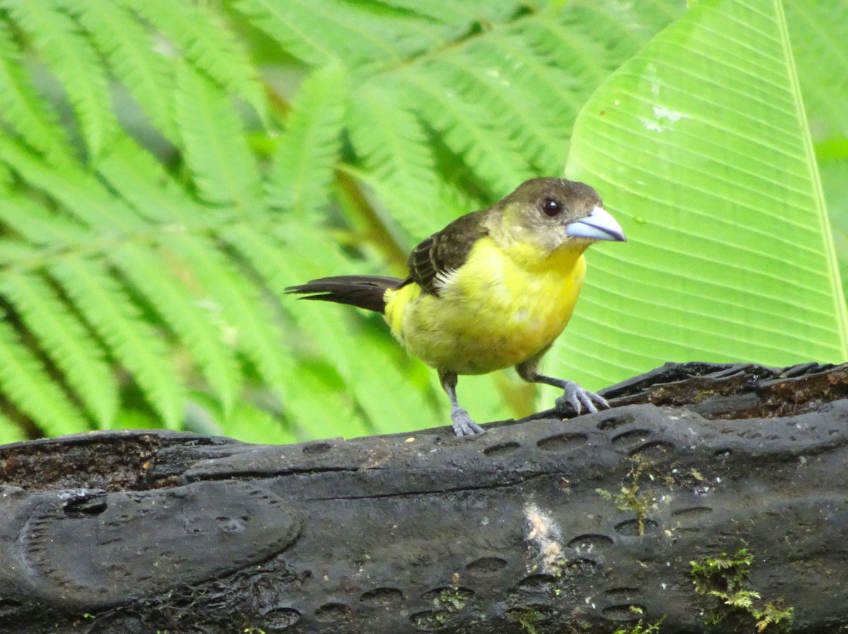 Flame-rumped Tanager (Lemon-rumped) - Stephen Chang
