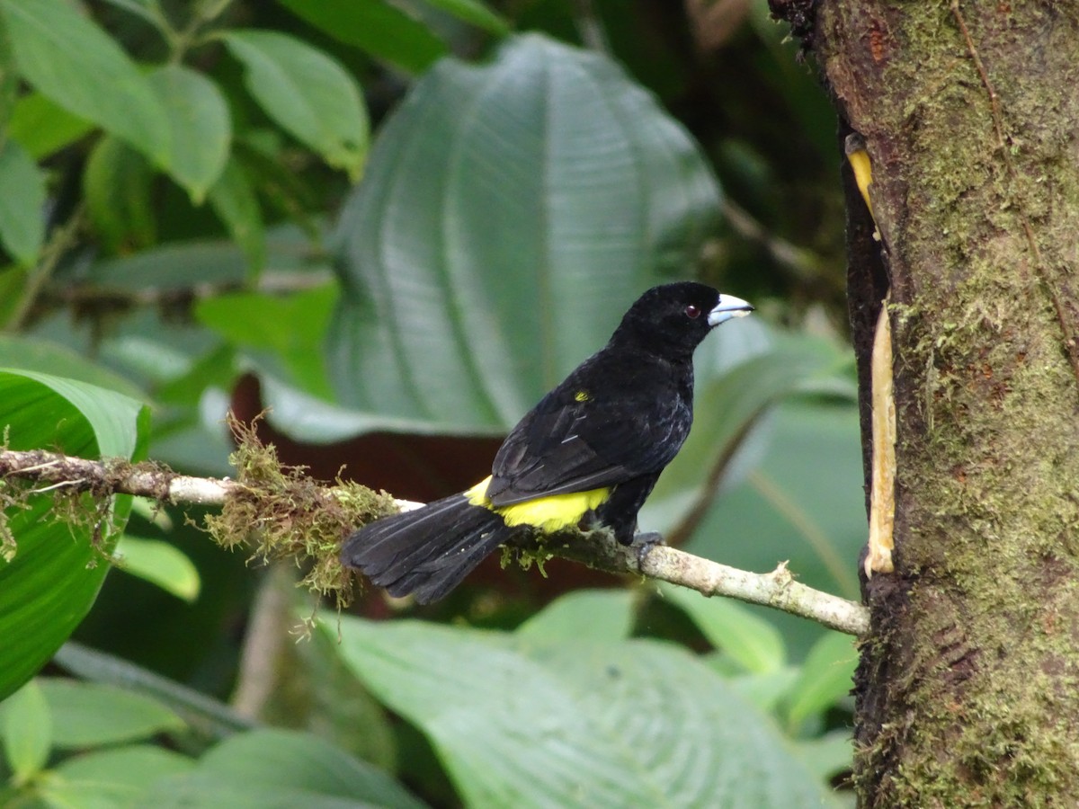Flame-rumped Tanager (Lemon-rumped) - ML144184161