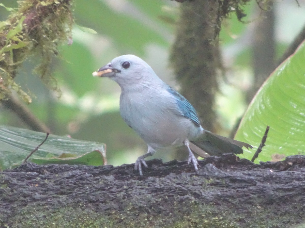 Blue-gray Tanager - ML144184351