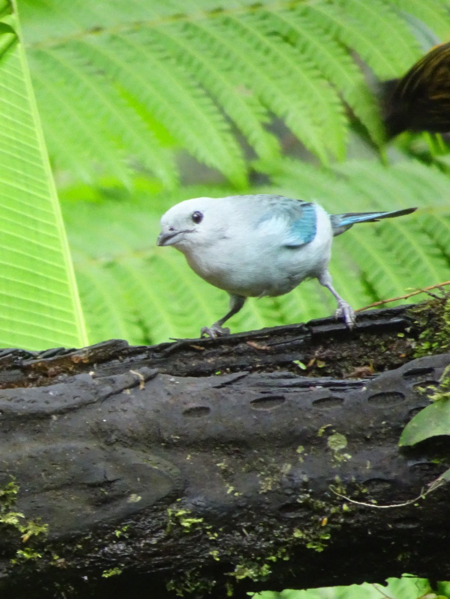 Blue-gray Tanager - ML144184361