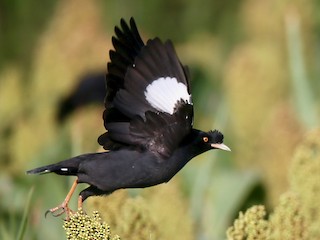  - Crested Myna