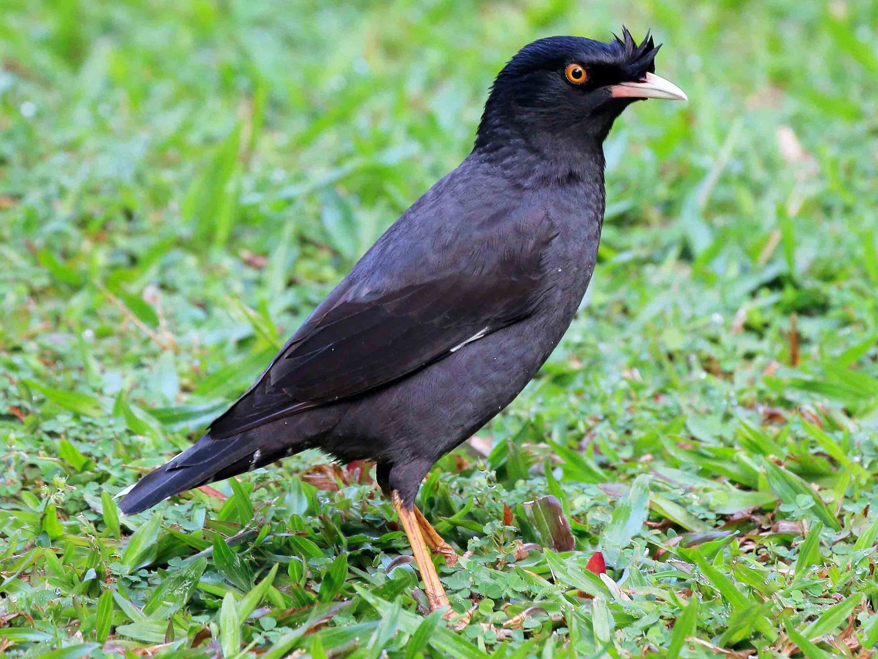 Crested Myna - Neoh Hor Kee