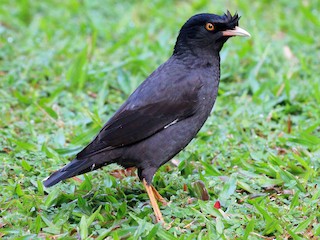  - Crested Myna