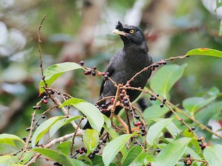  - Crested Myna