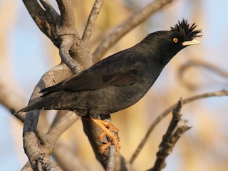  - Crested Myna
