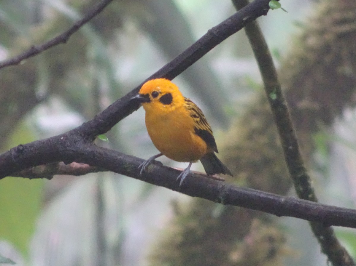Golden Tanager - Stephen Chang