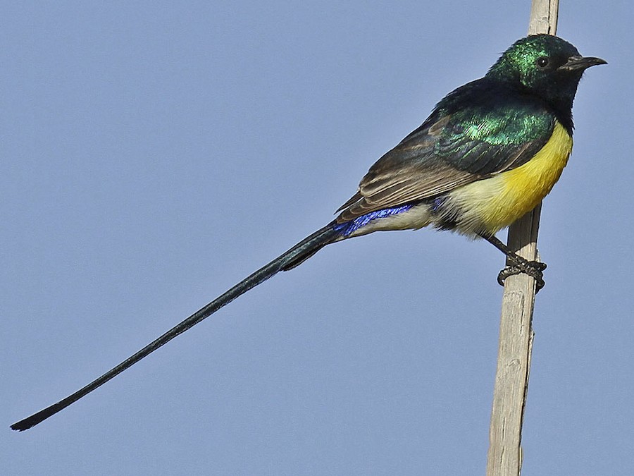 エジプトタイヨウチョウ - eBird