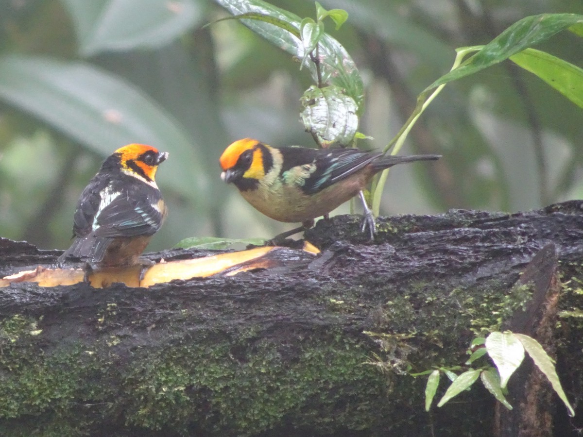 Flame-faced Tanager - ML144185381