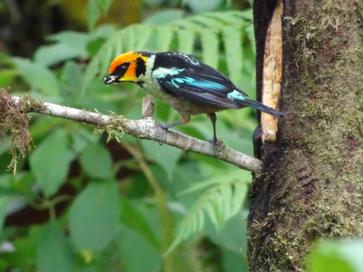 Flame-faced Tanager - ML144185391