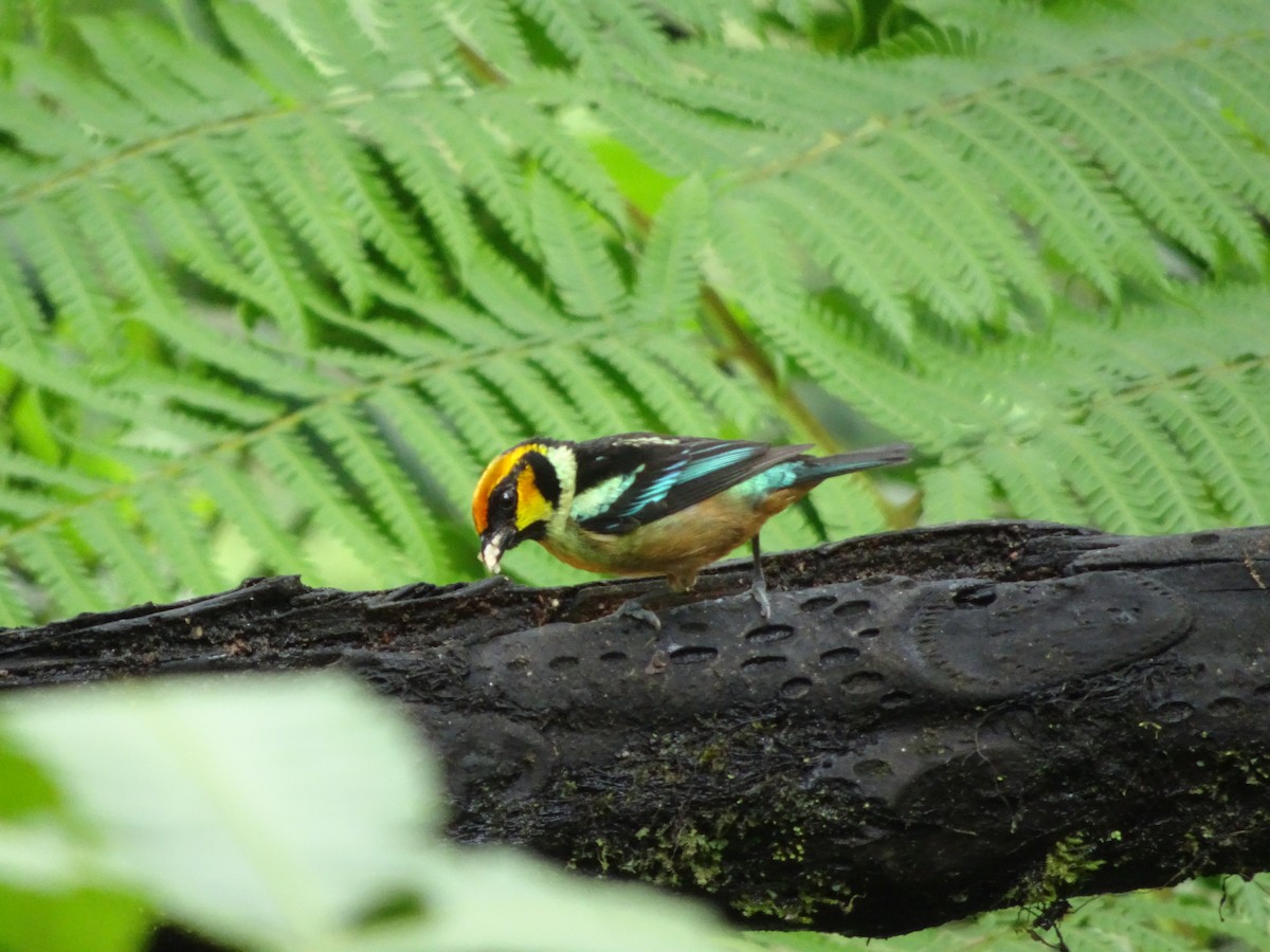 Flame-faced Tanager - ML144185401