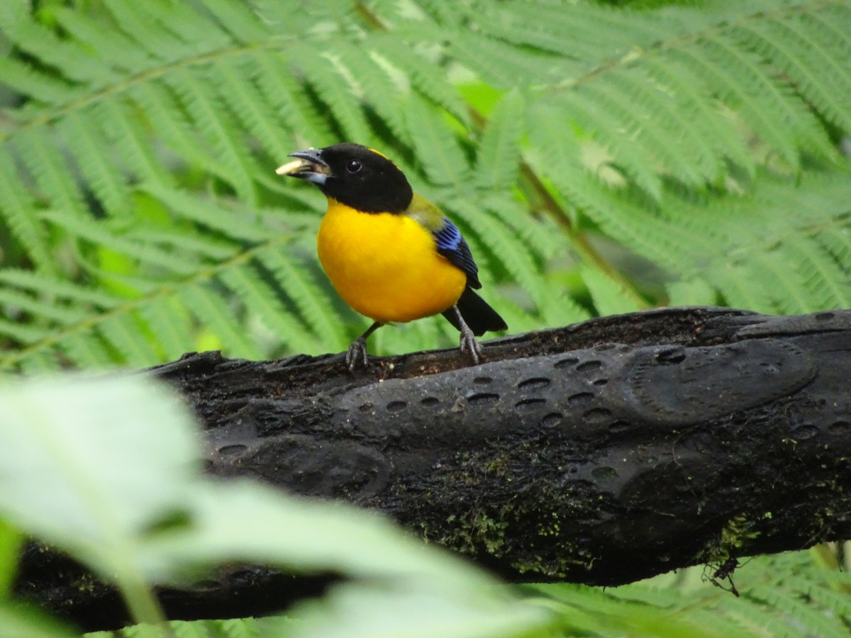 Black-chinned Mountain Tanager - ML144185811