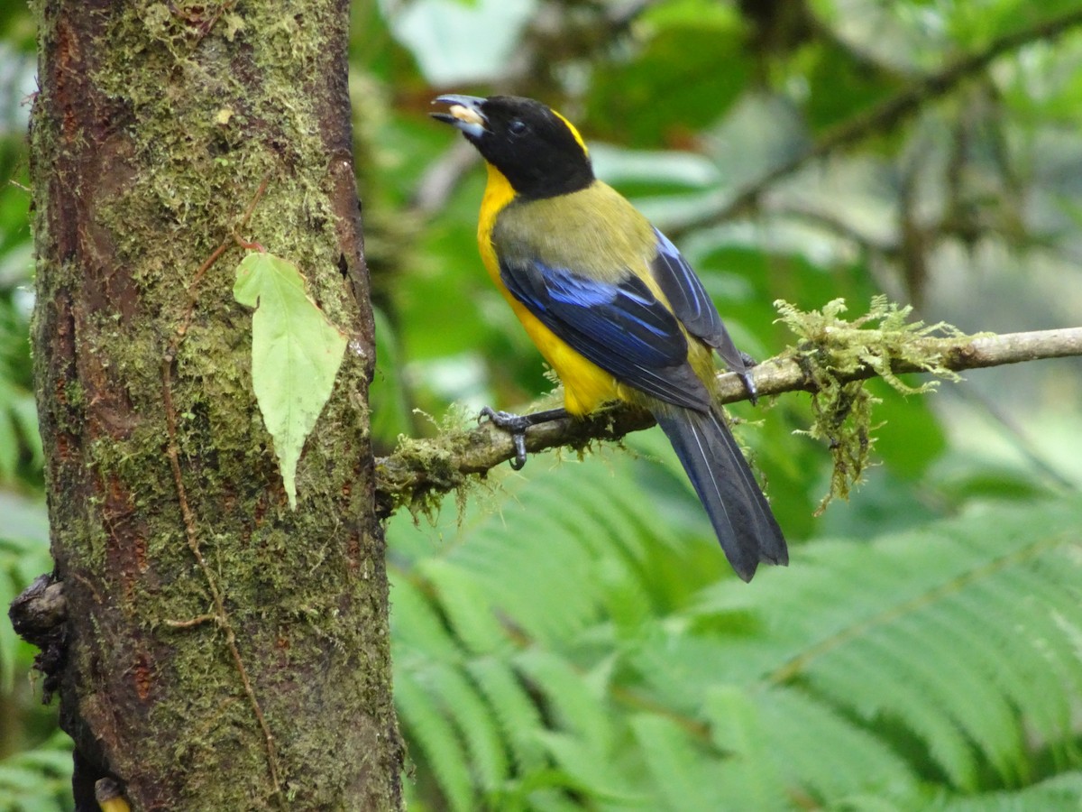Black-chinned Mountain Tanager - Stephen Chang