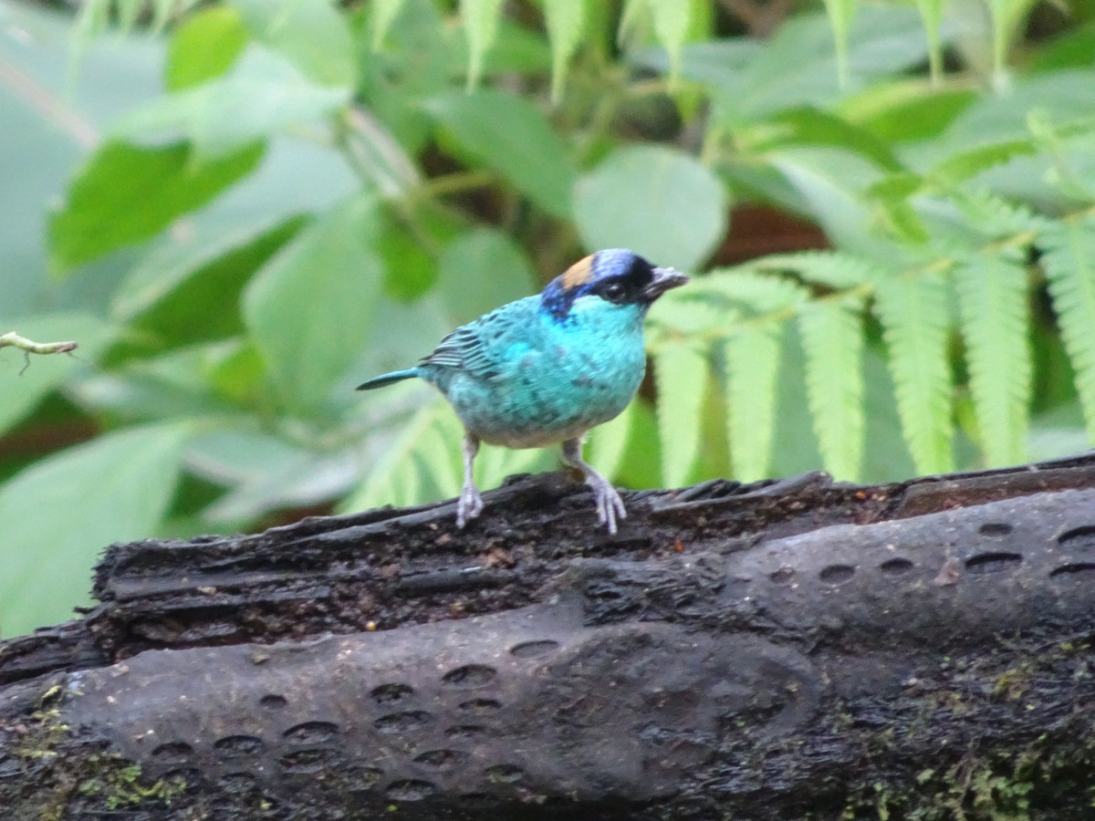 Golden-naped Tanager - ML144186221