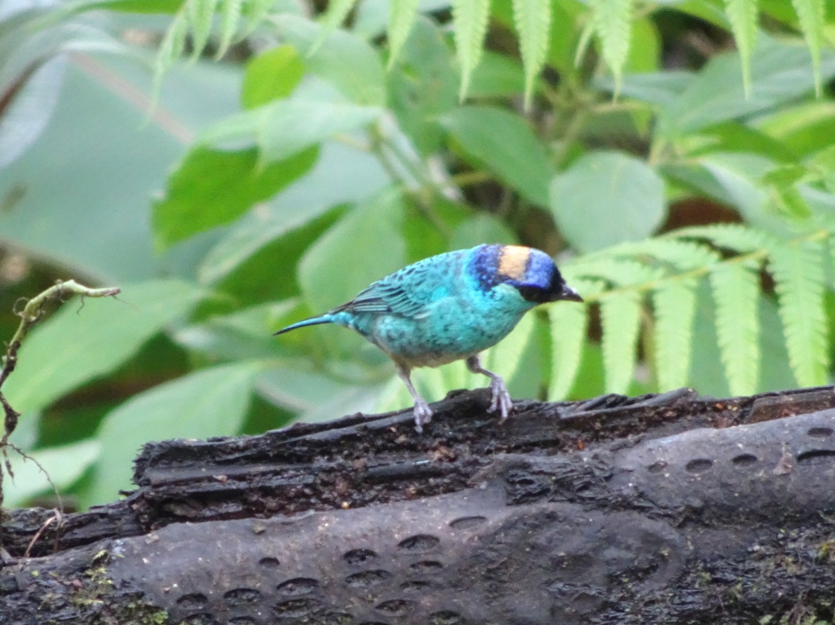 Golden-naped Tanager - ML144186231