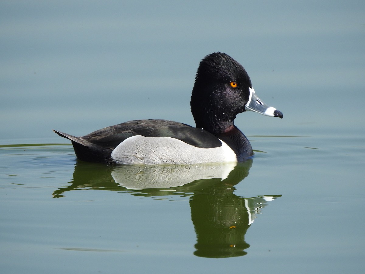 Ring-necked Duck - Ad Konings