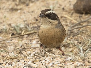 Radde's Accentor - eBird