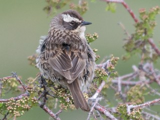 Radde's Accentor - eBird