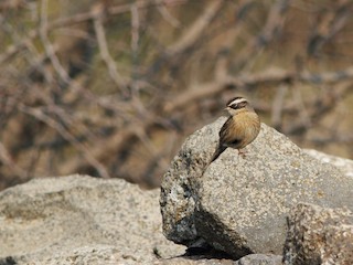 Radde's Accentor - eBird