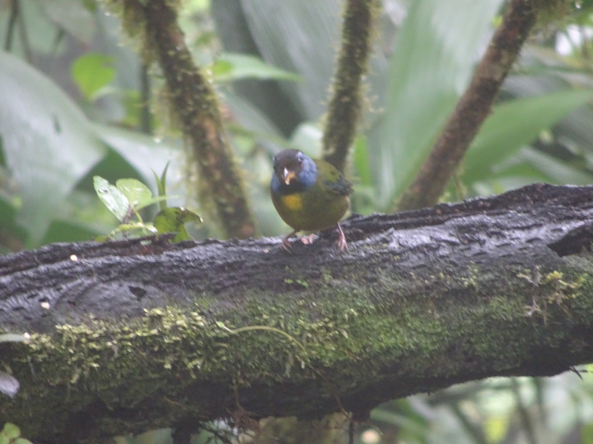 Moss-backed Tanager - ML144186661