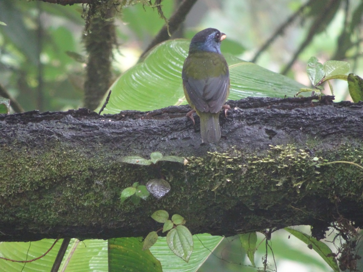 Moss-backed Tanager - ML144186671