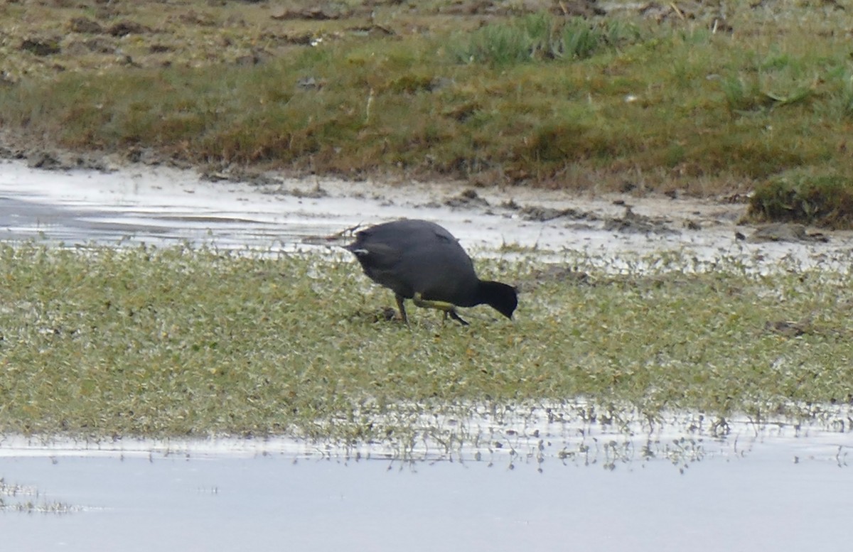 Slate-colored Coot - Quentin Brown