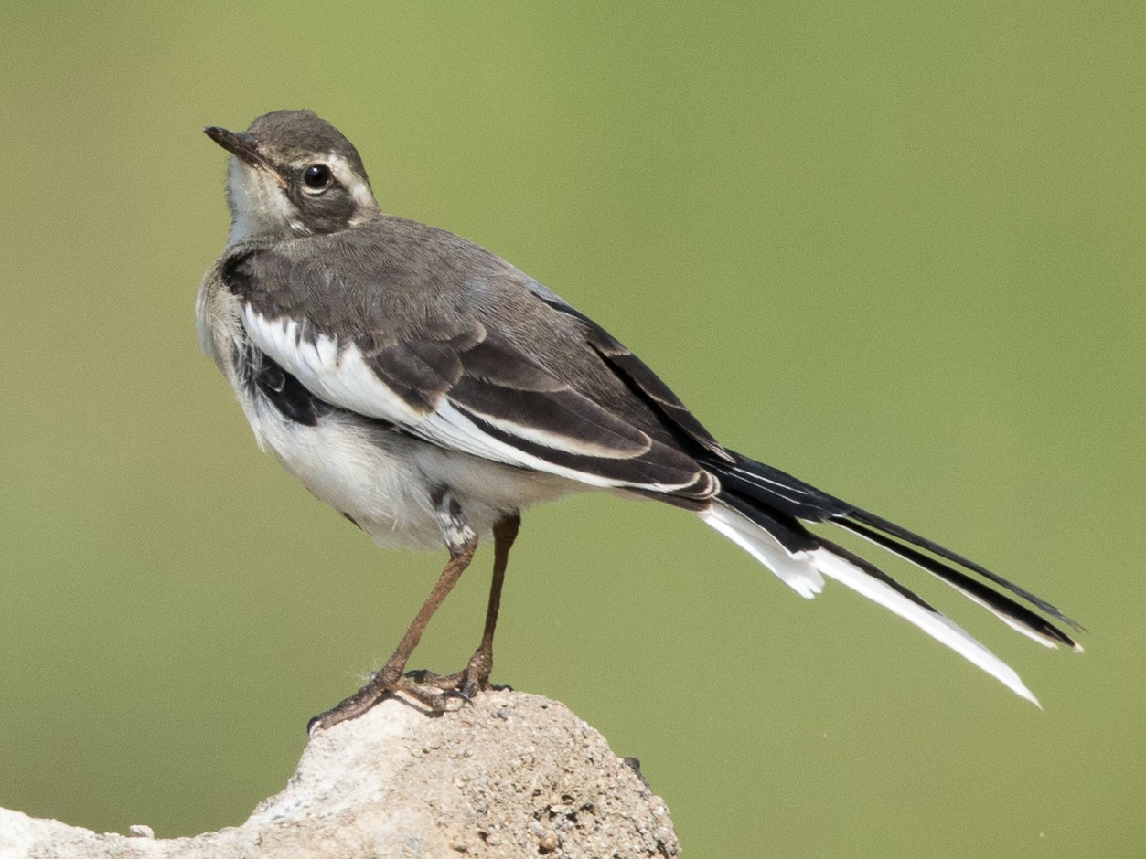 African Pied Wagtail - Garrett Lau