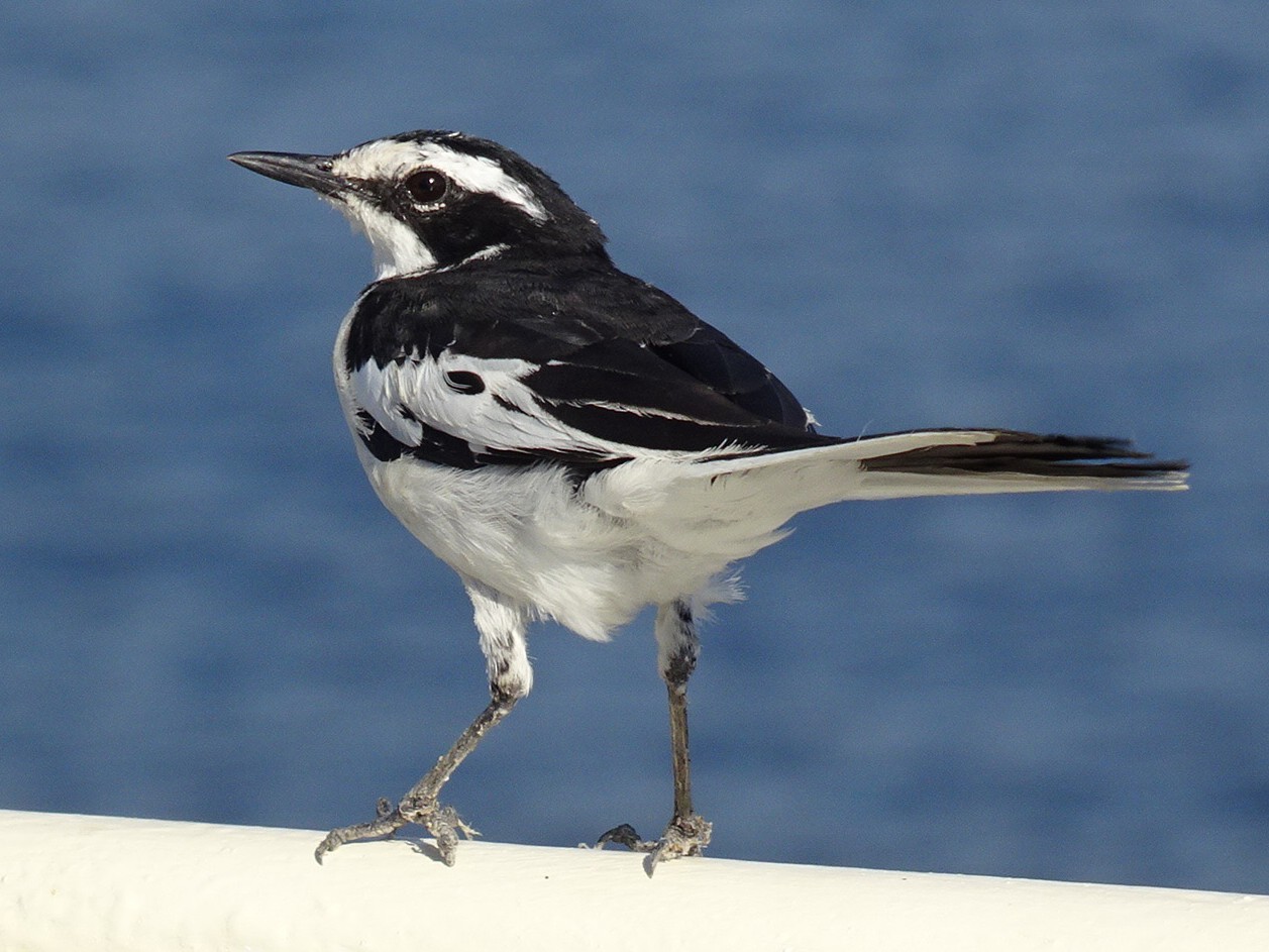 african pied wagtail