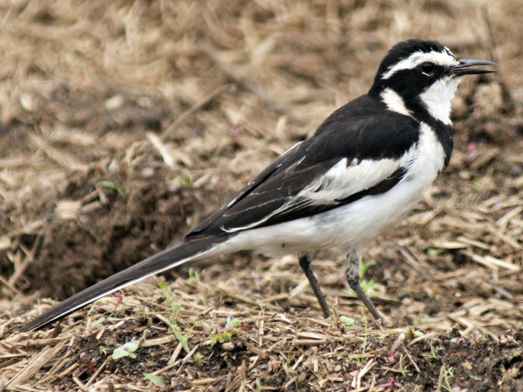 African Pied Wagtail - Ethan Kistler