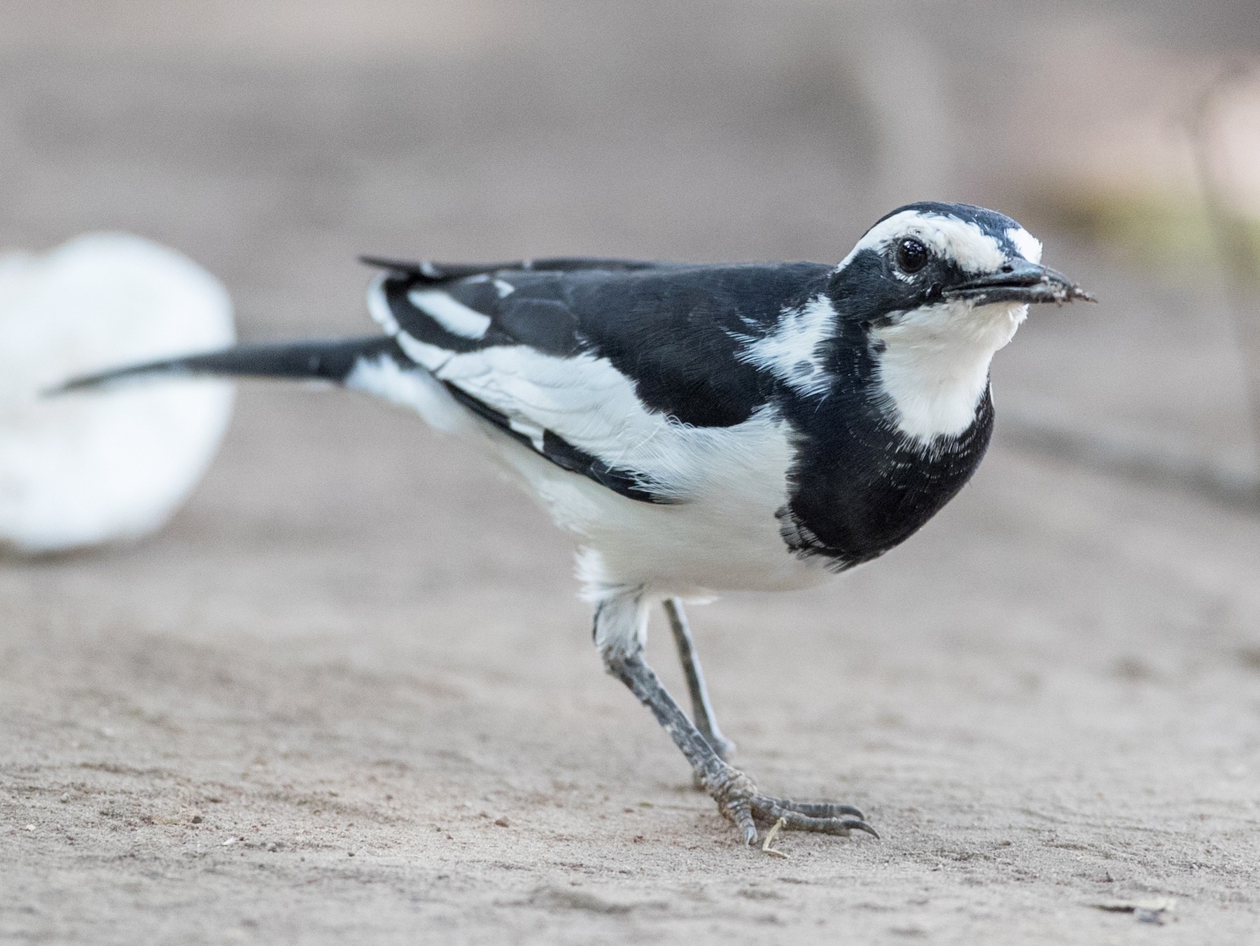 African Pied Wagtail - Ian Davies