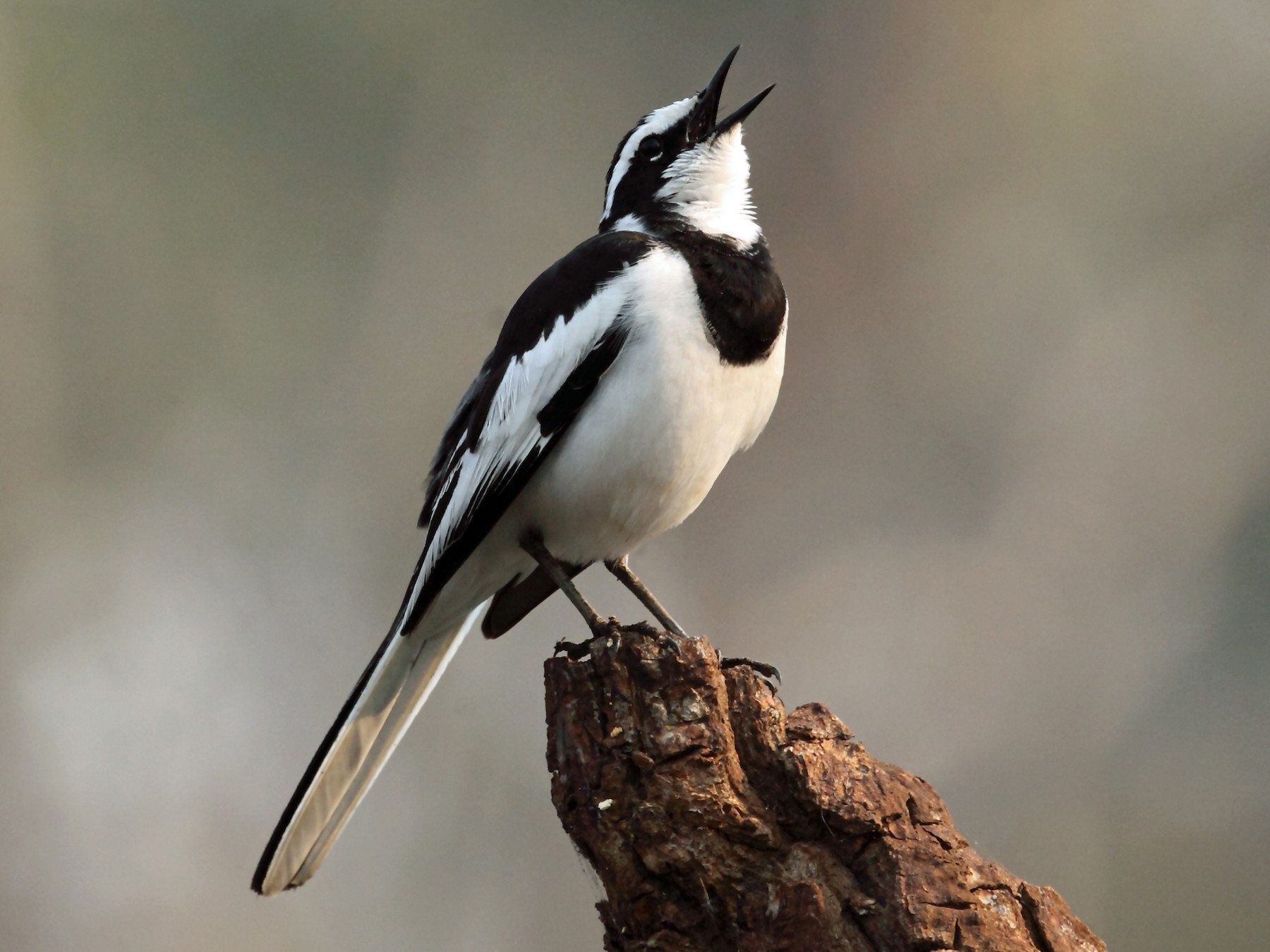 African Pied Wagtail - Nigel Voaden