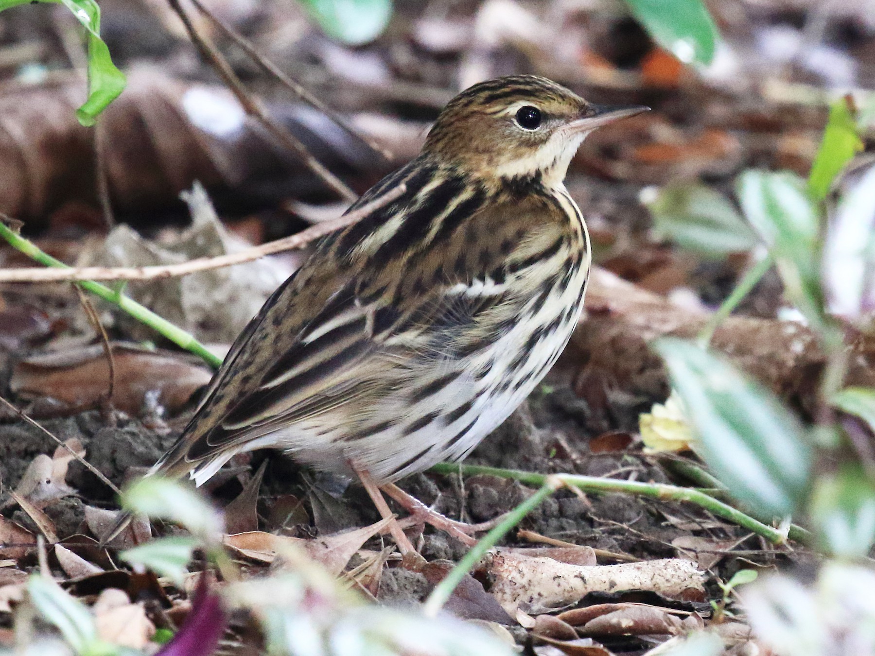 Pechora Pipit - ST Chien