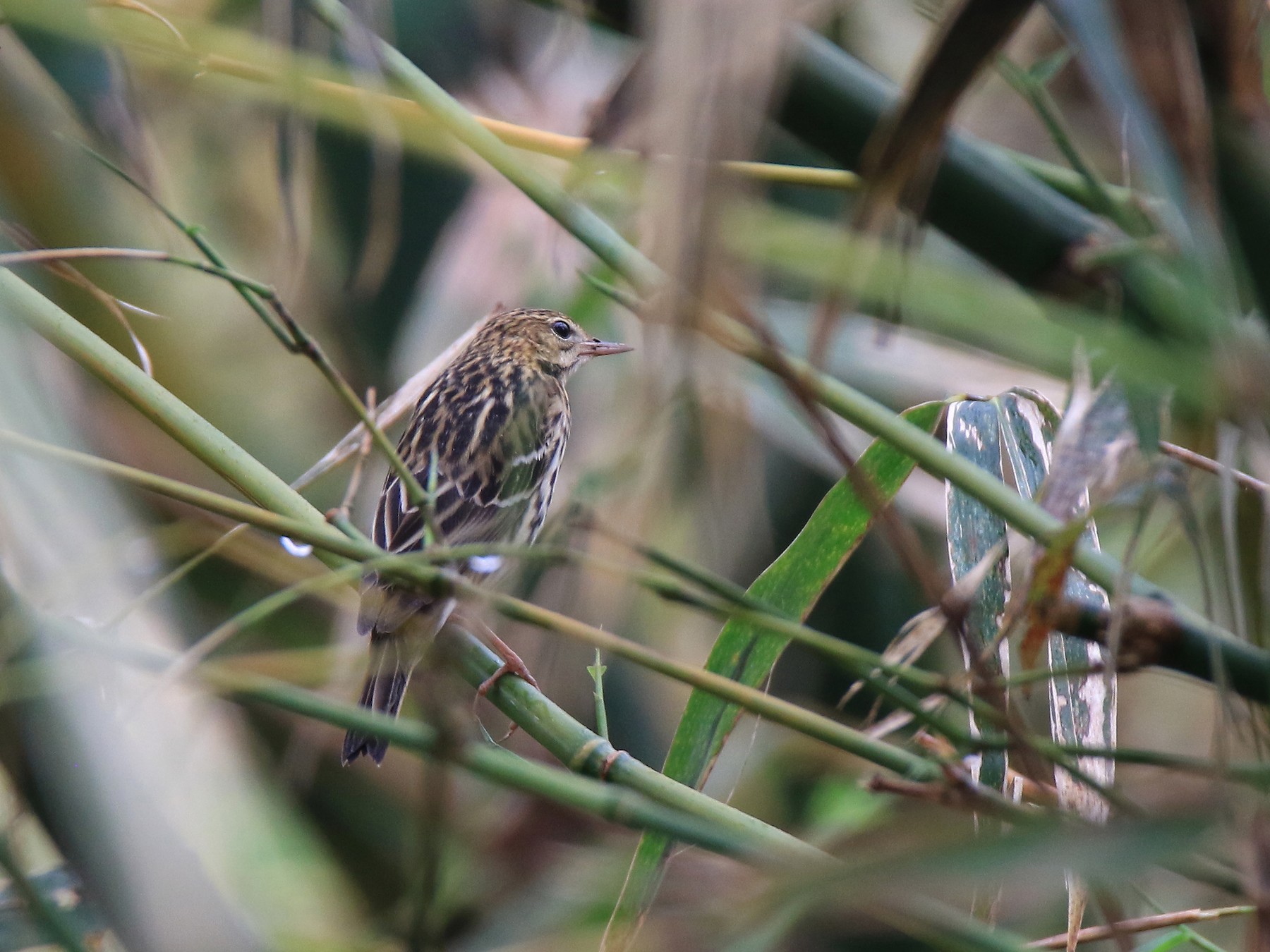 Pechora Pipit - Allen Lyu