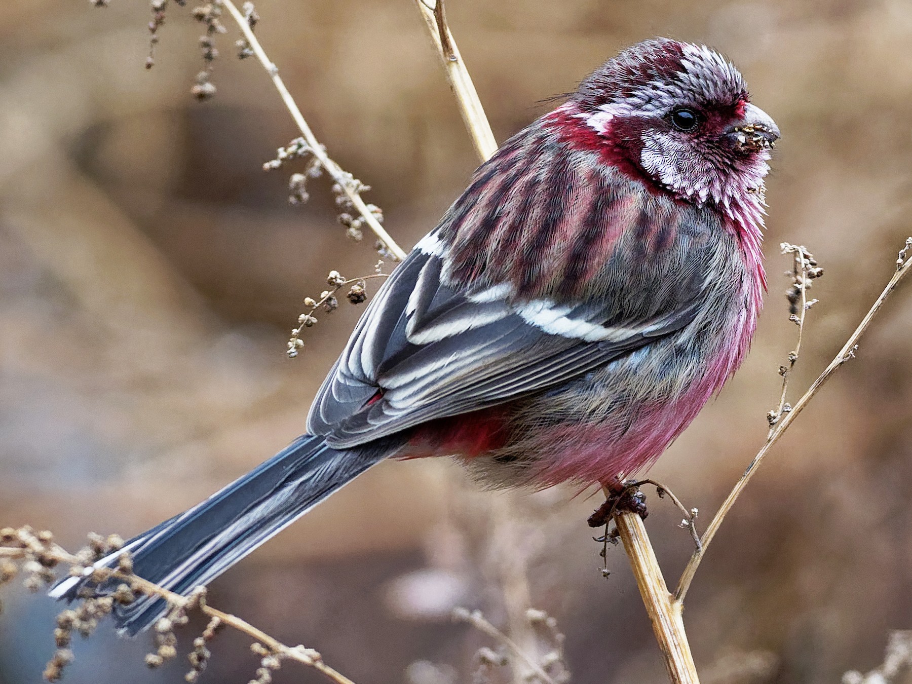 Long-tailed Rosefinch - Vincent Wang