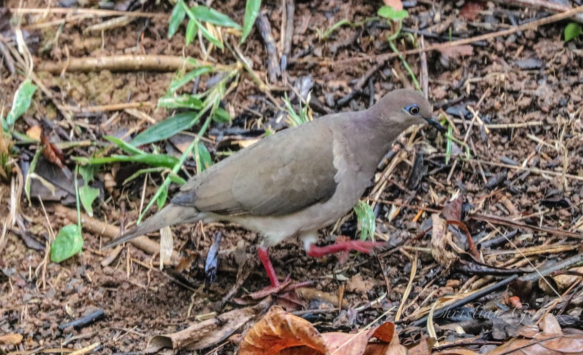 White-tipped Dove - christian Gernez