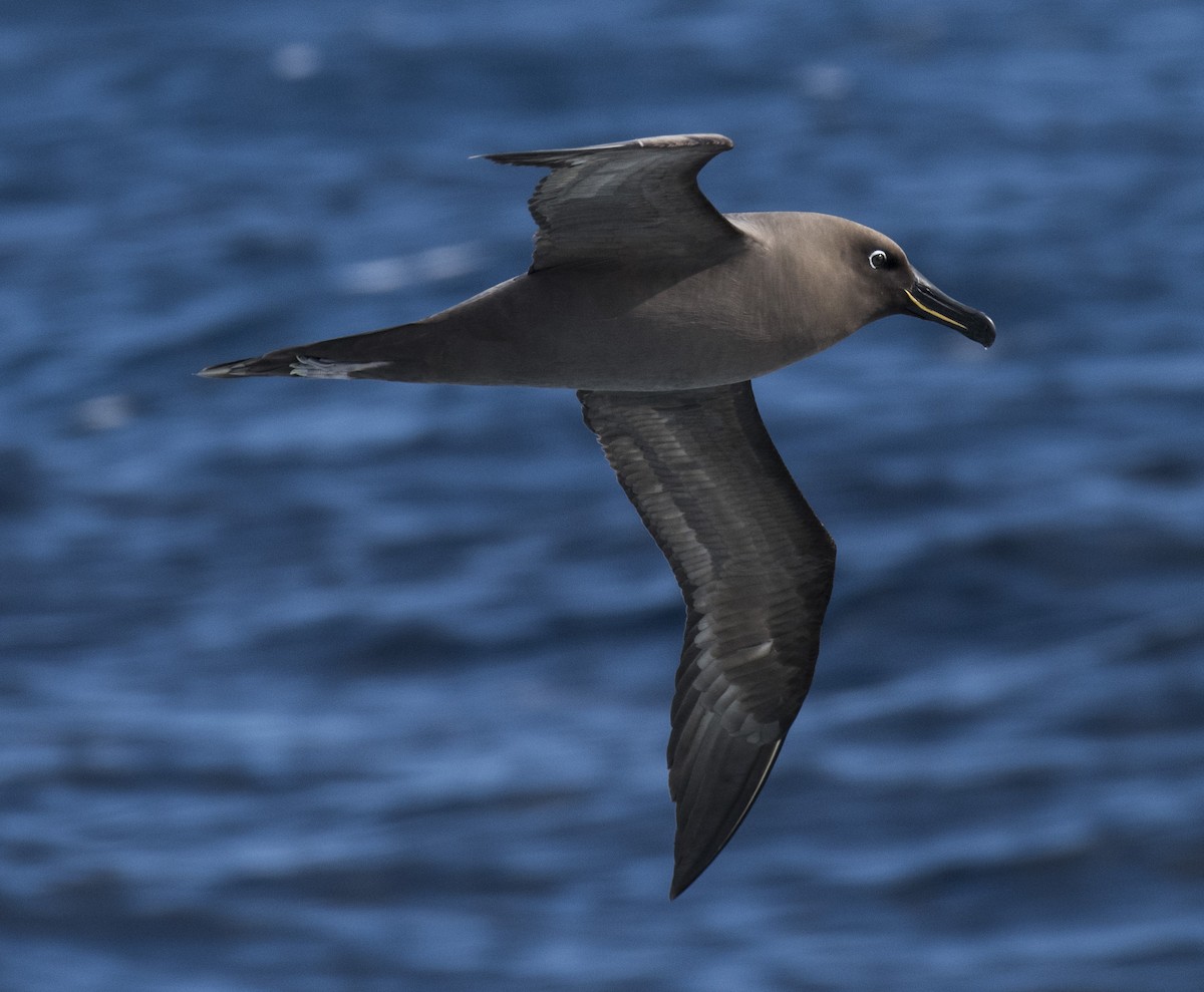 albatros hnědý - ML144189811