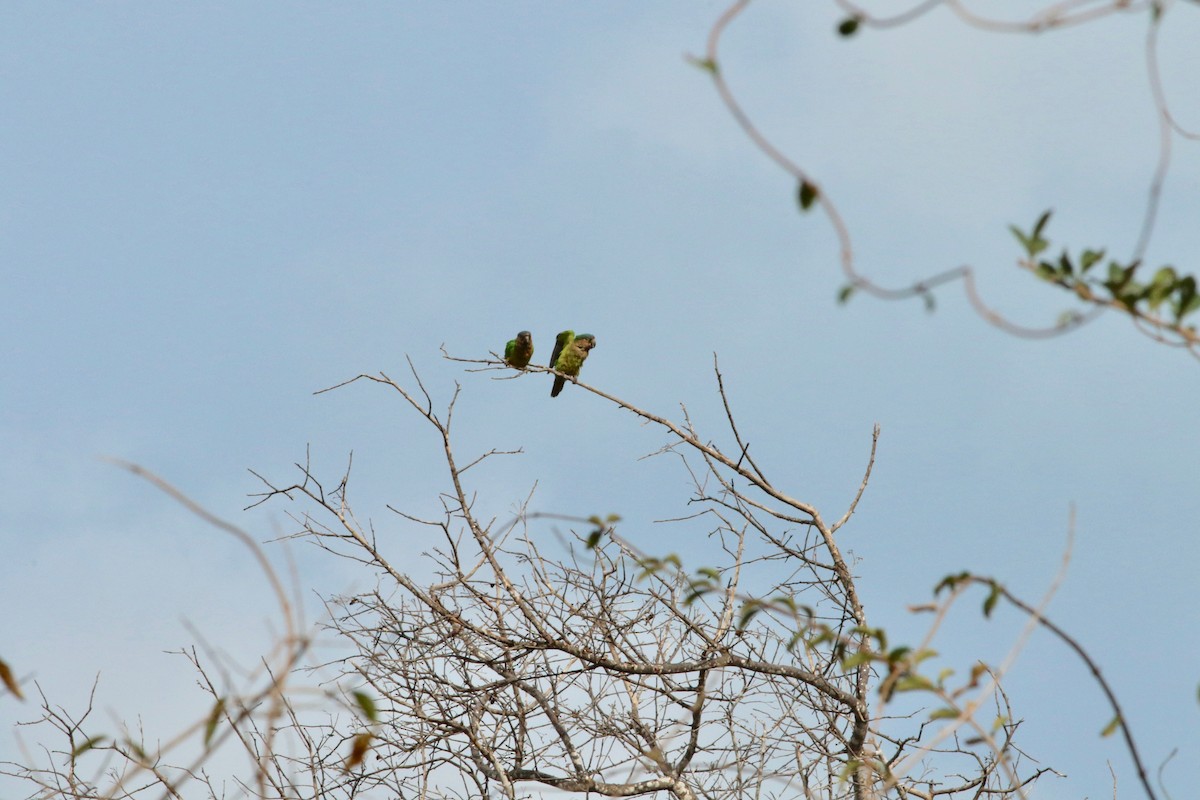 Brown-throated Parakeet (Brown-throated) - Edward  Brinkley