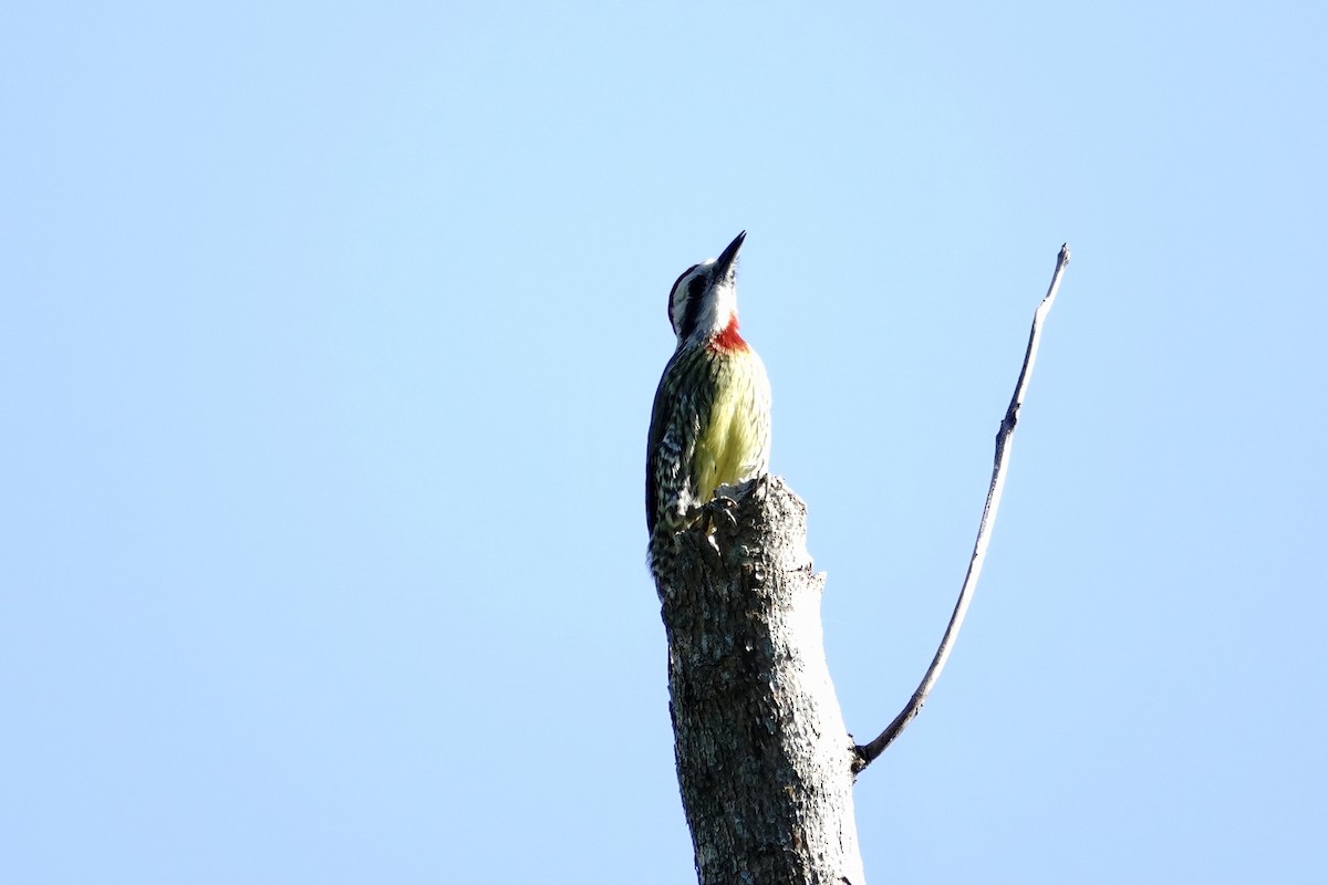 Cuban Green Woodpecker - Cathy Wooster