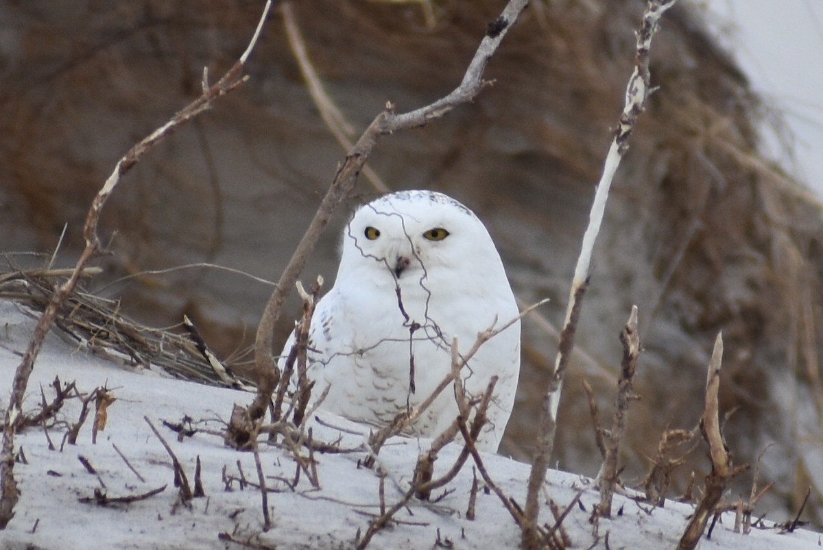 Snowy Owl - Steven Weiss