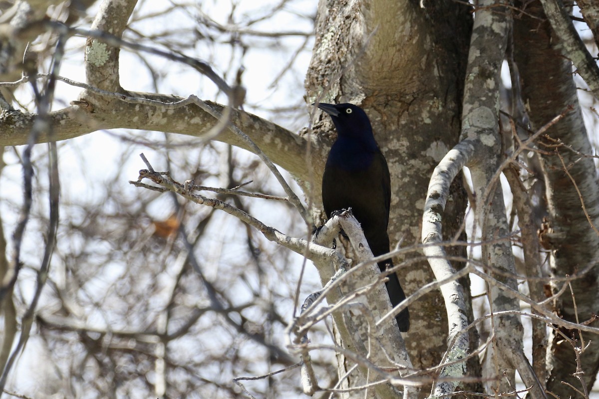 Common Grackle - Andy Sanford