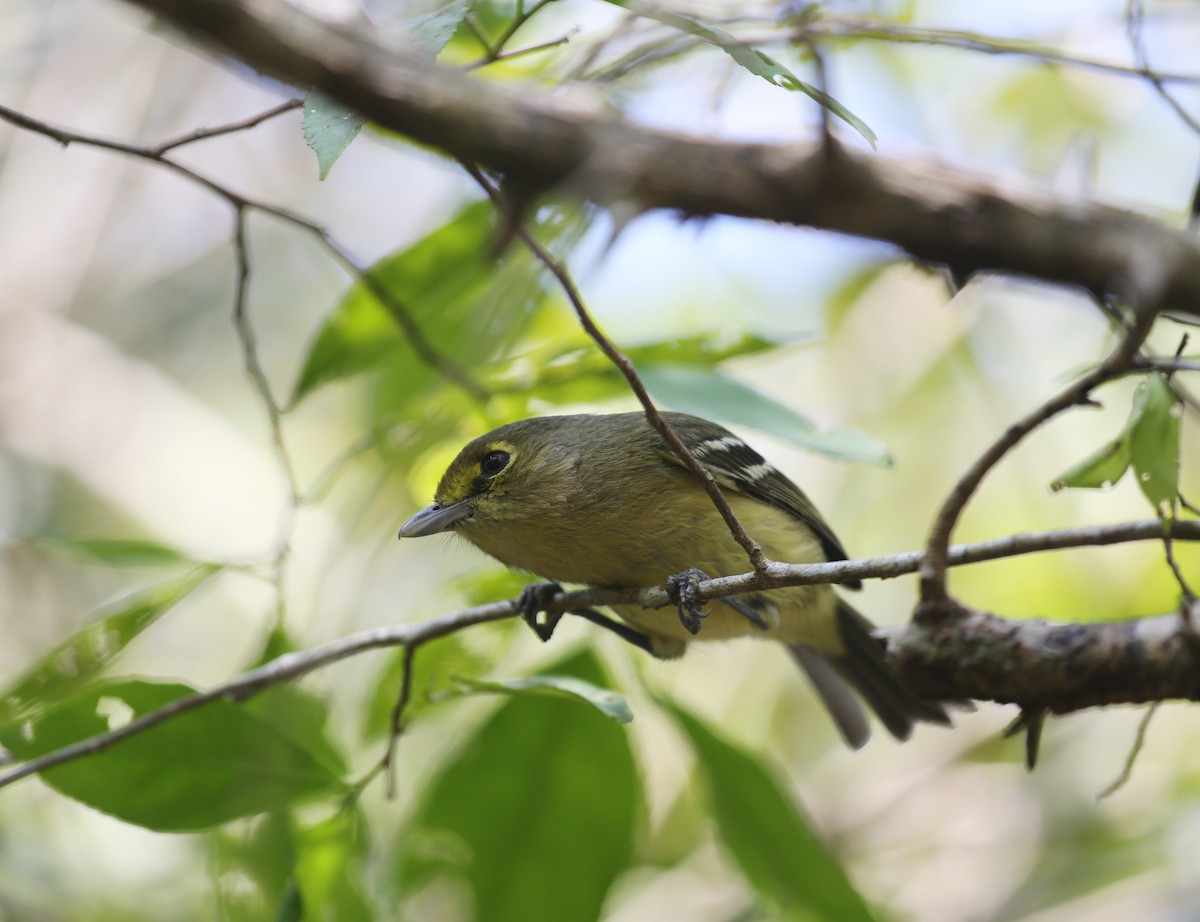 Thick-billed Vireo - ML144194051