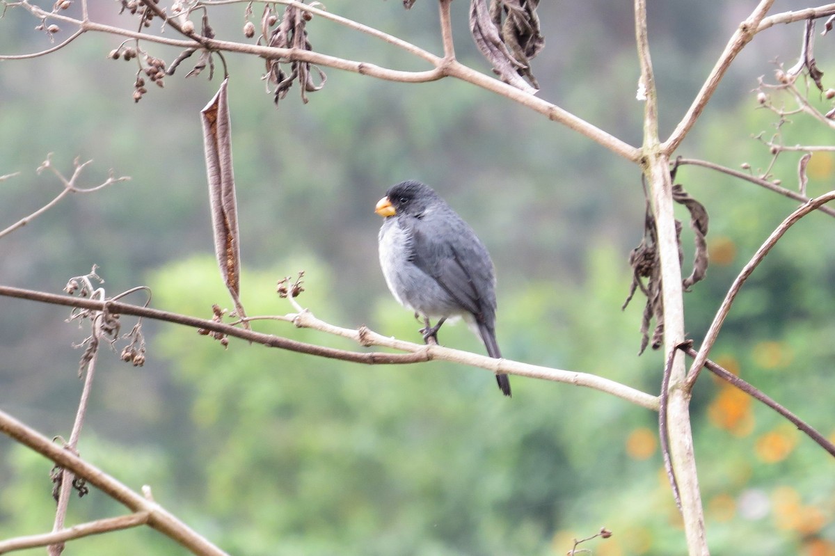 Band-tailed Seedeater - ML144197191