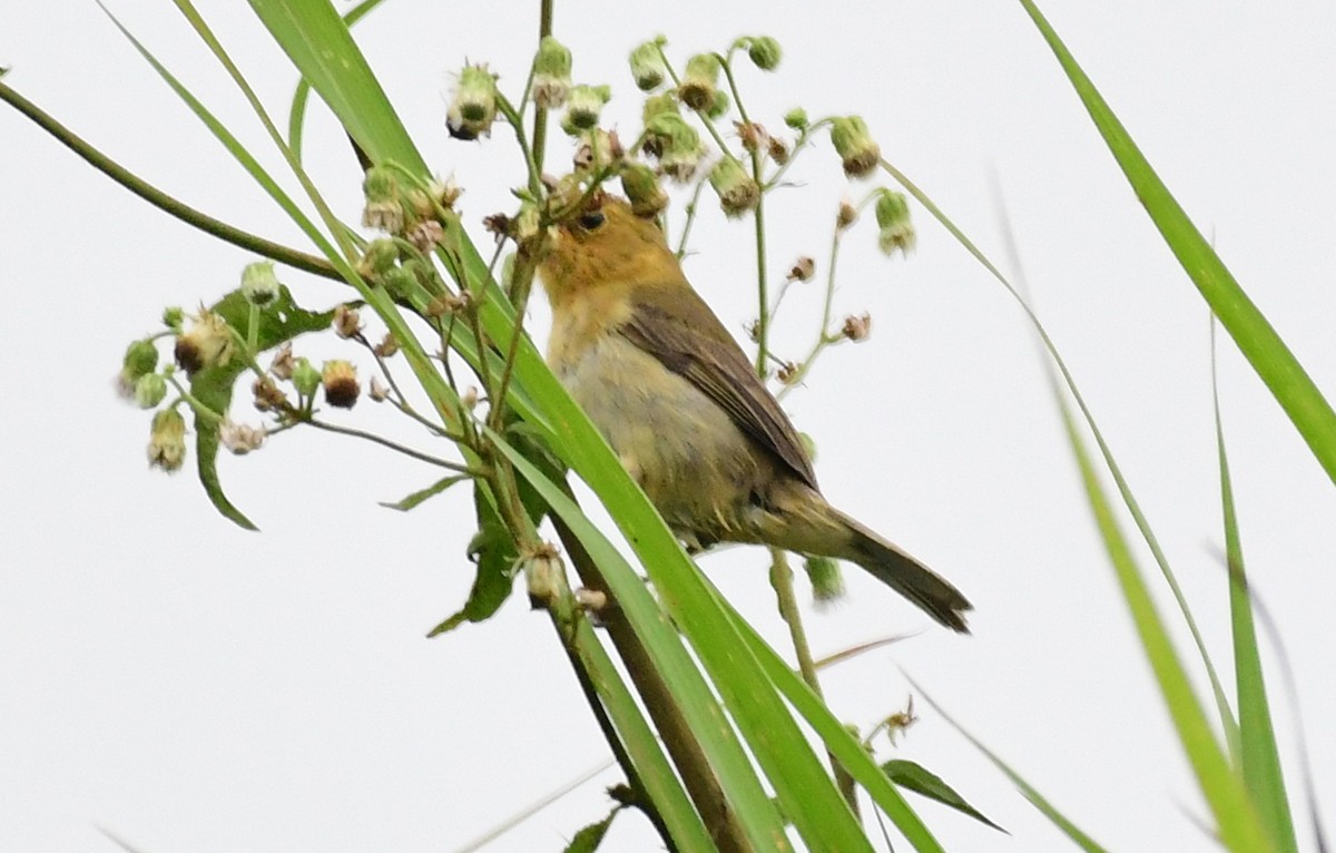 Variable Seedeater - ML144197861