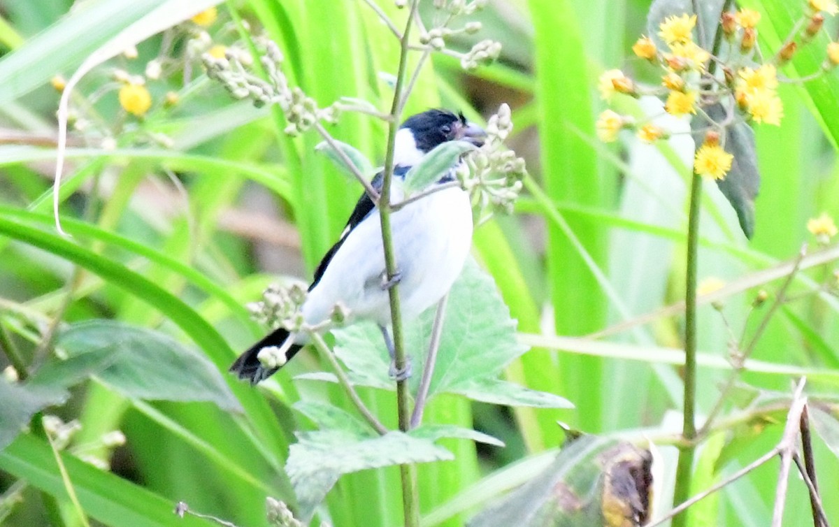 Variable Seedeater - ML144197871