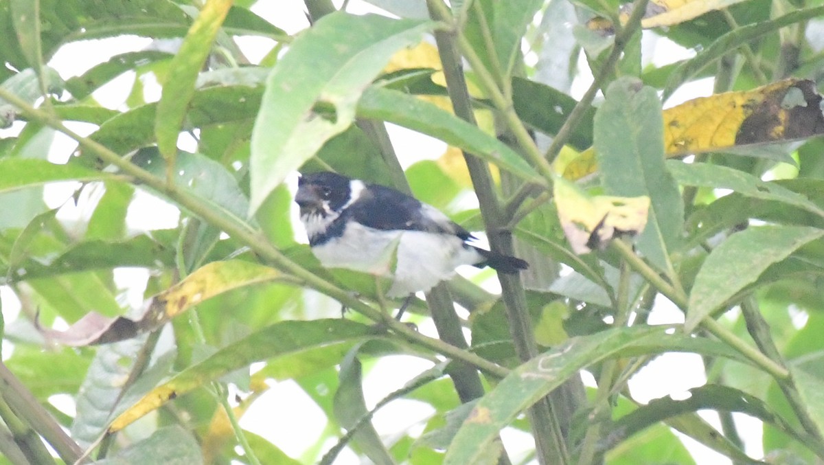 Variable Seedeater - ML144197891